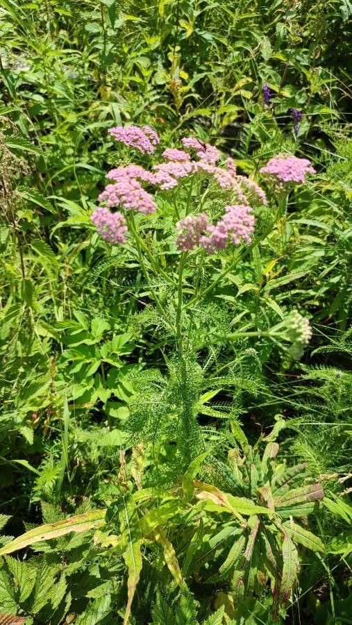 Achillea asiatica habit