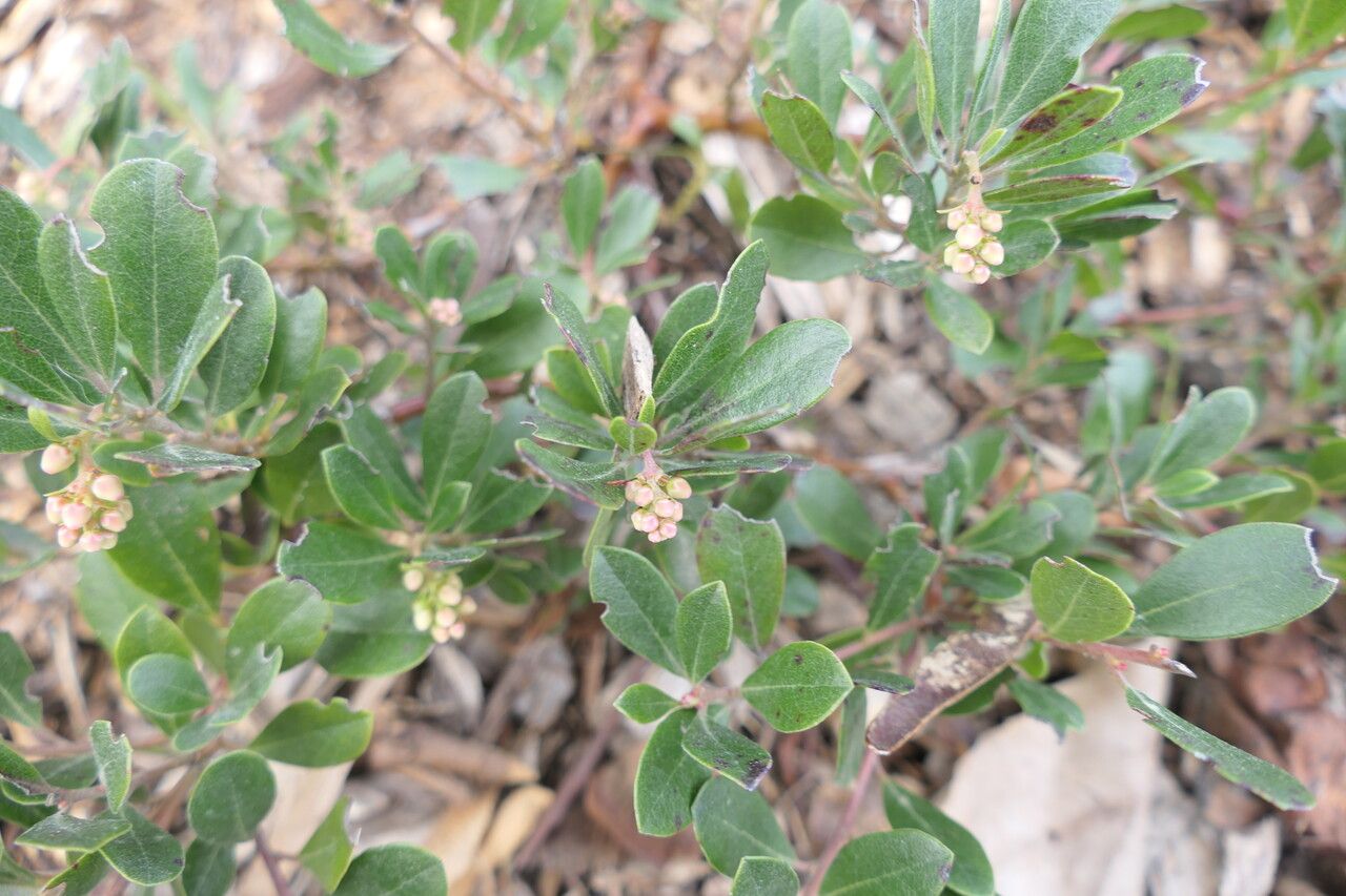 Arctostaphylos × media — search result for 'Arctostaphylos'