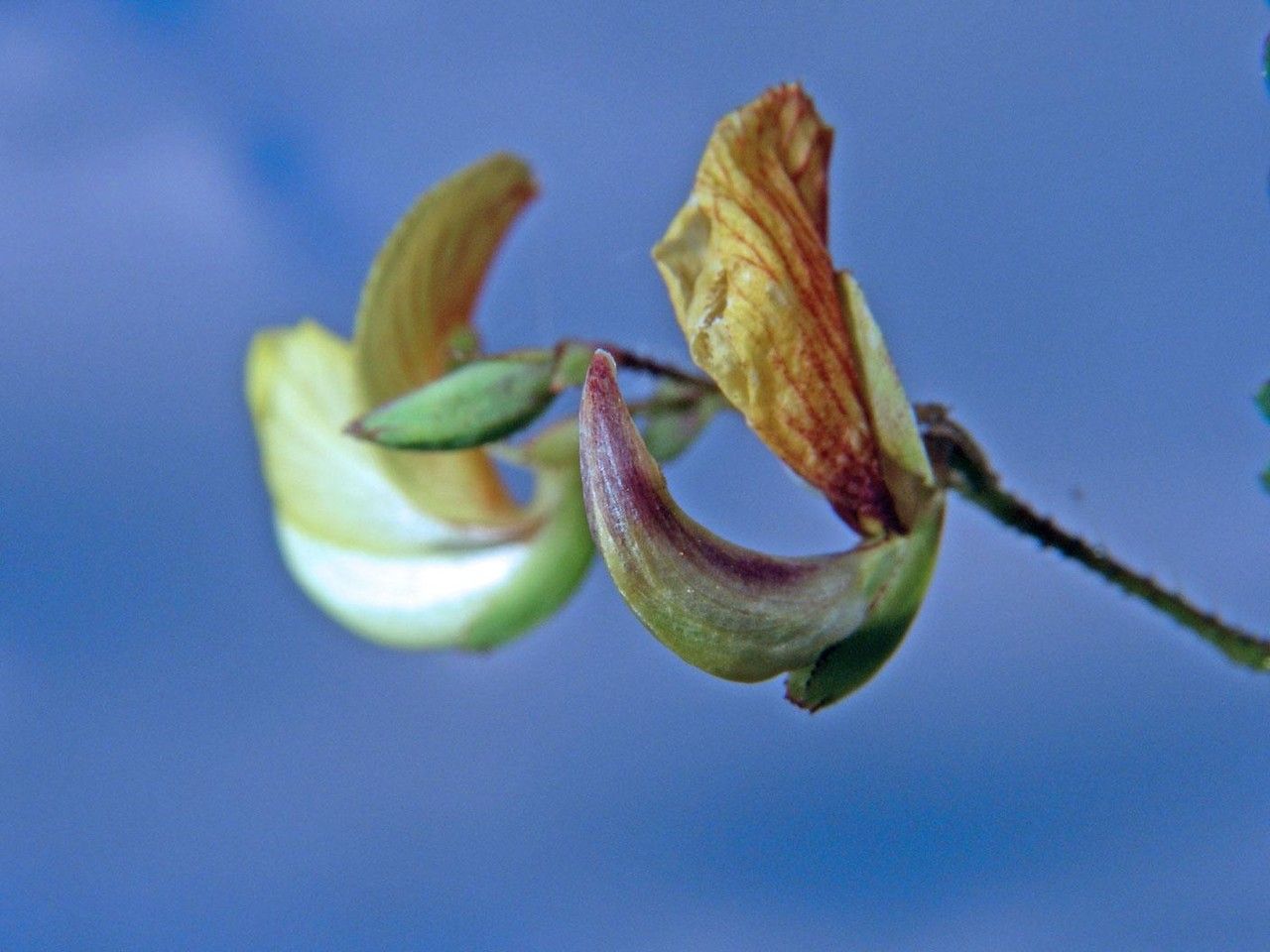 Aeschynomene scabra flower