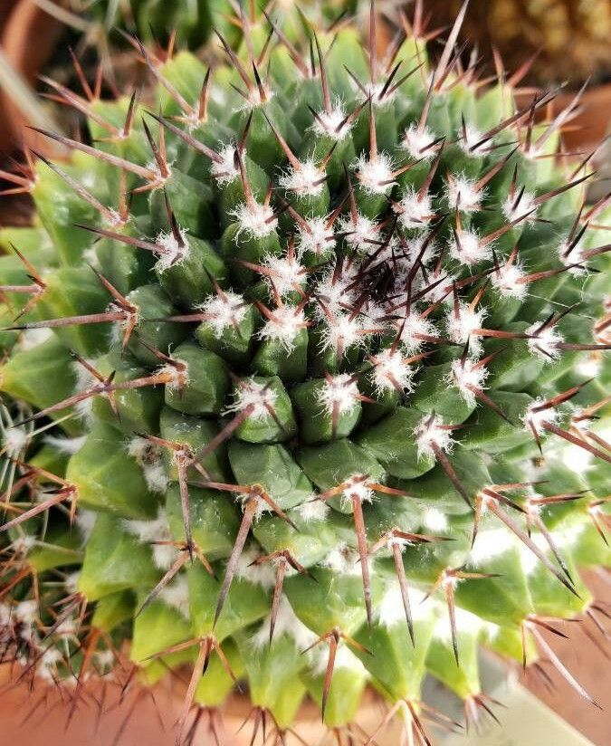 Mammillaria carnea — search result for 'Mammillaria'