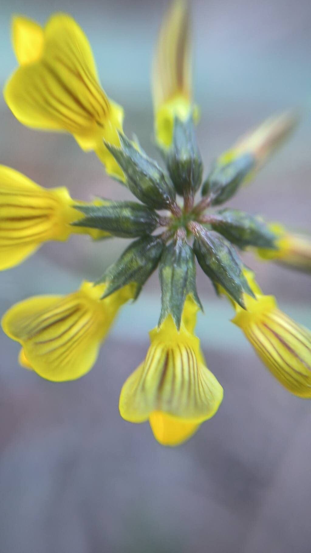 Hippocrepis fruticescens flower