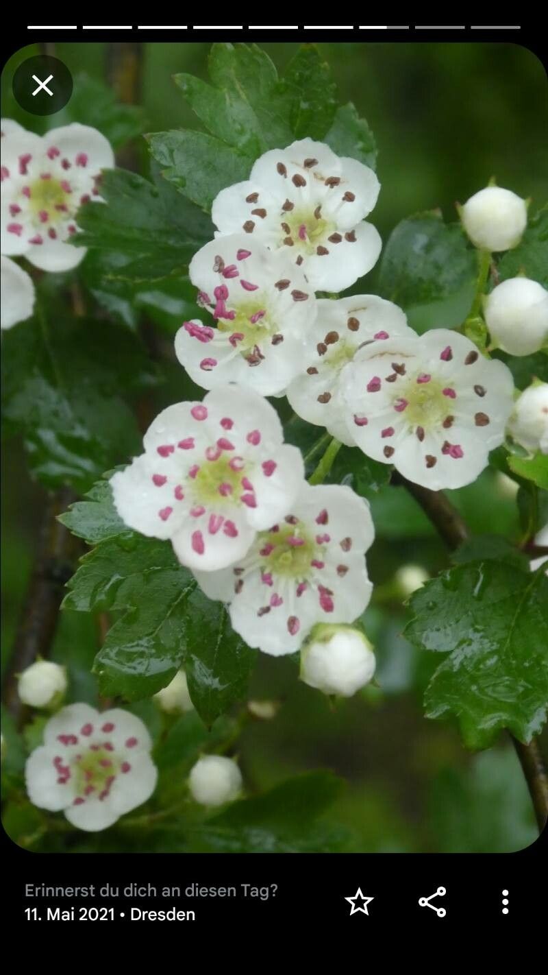 Crataegus × media flower