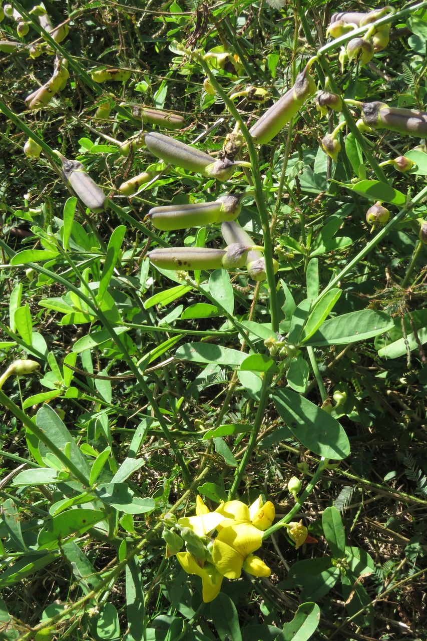 Crotalaria retusa fruit