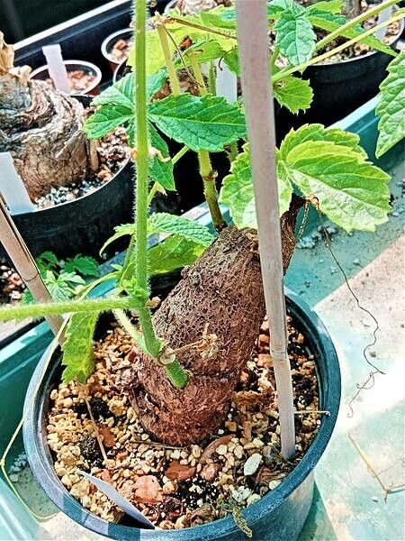 Cyphostemma cirrhosum — search result for 'Cyphostemma'