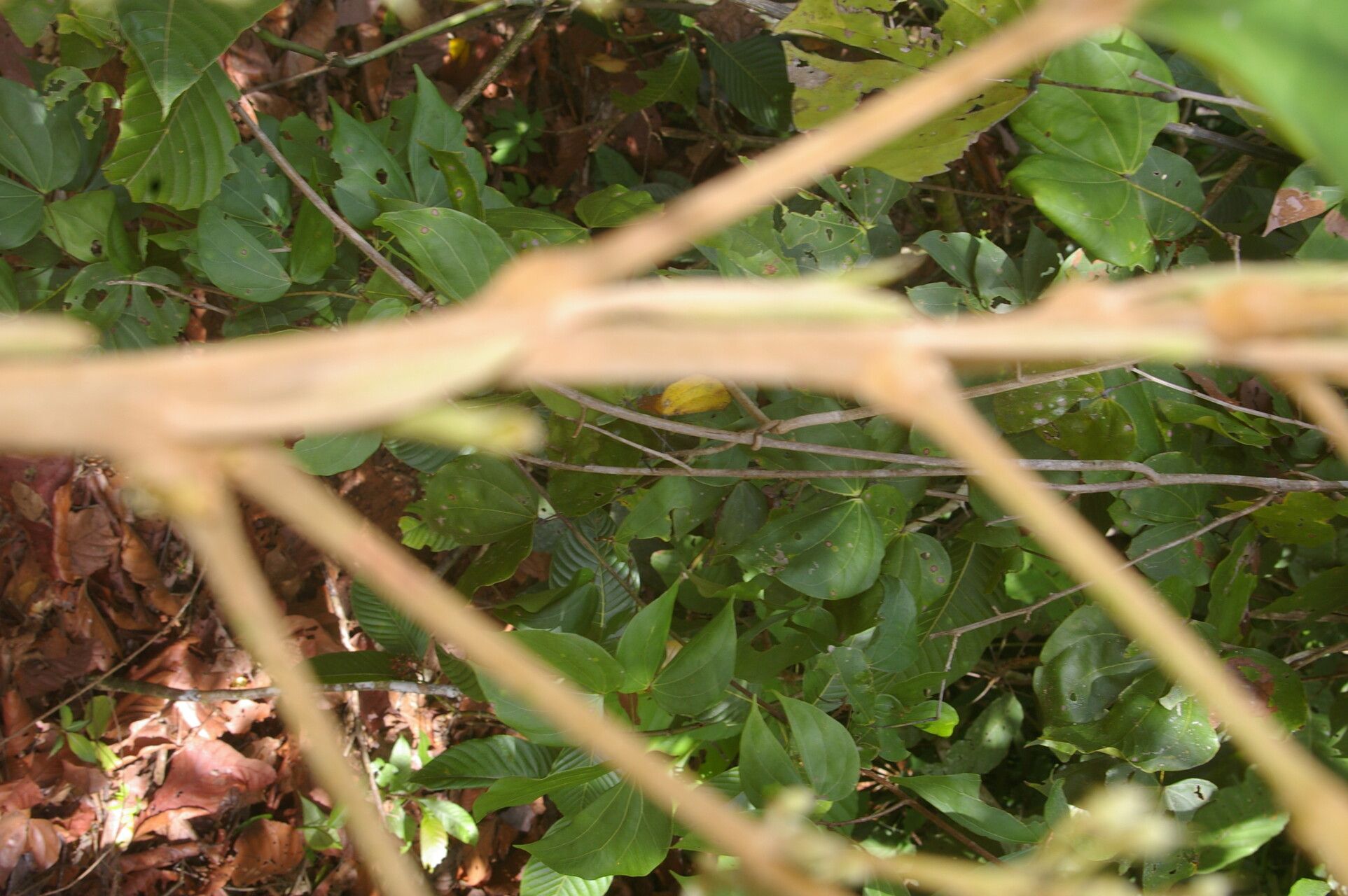 Sloanea zuliaensis fruit