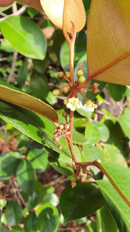 Chrysophyllum oliviforme flower