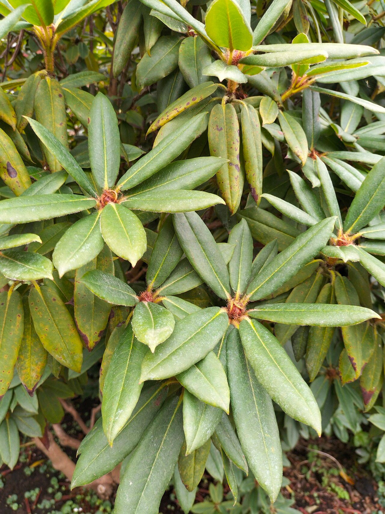 Rhododendron pachytrichum leaf