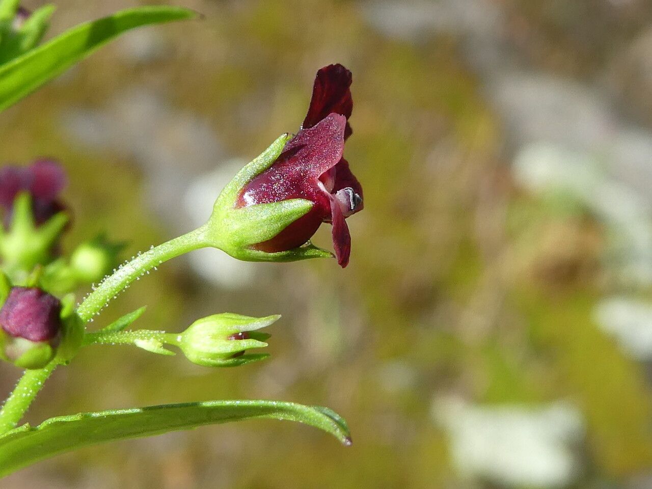 Scrophularia peregrina flower