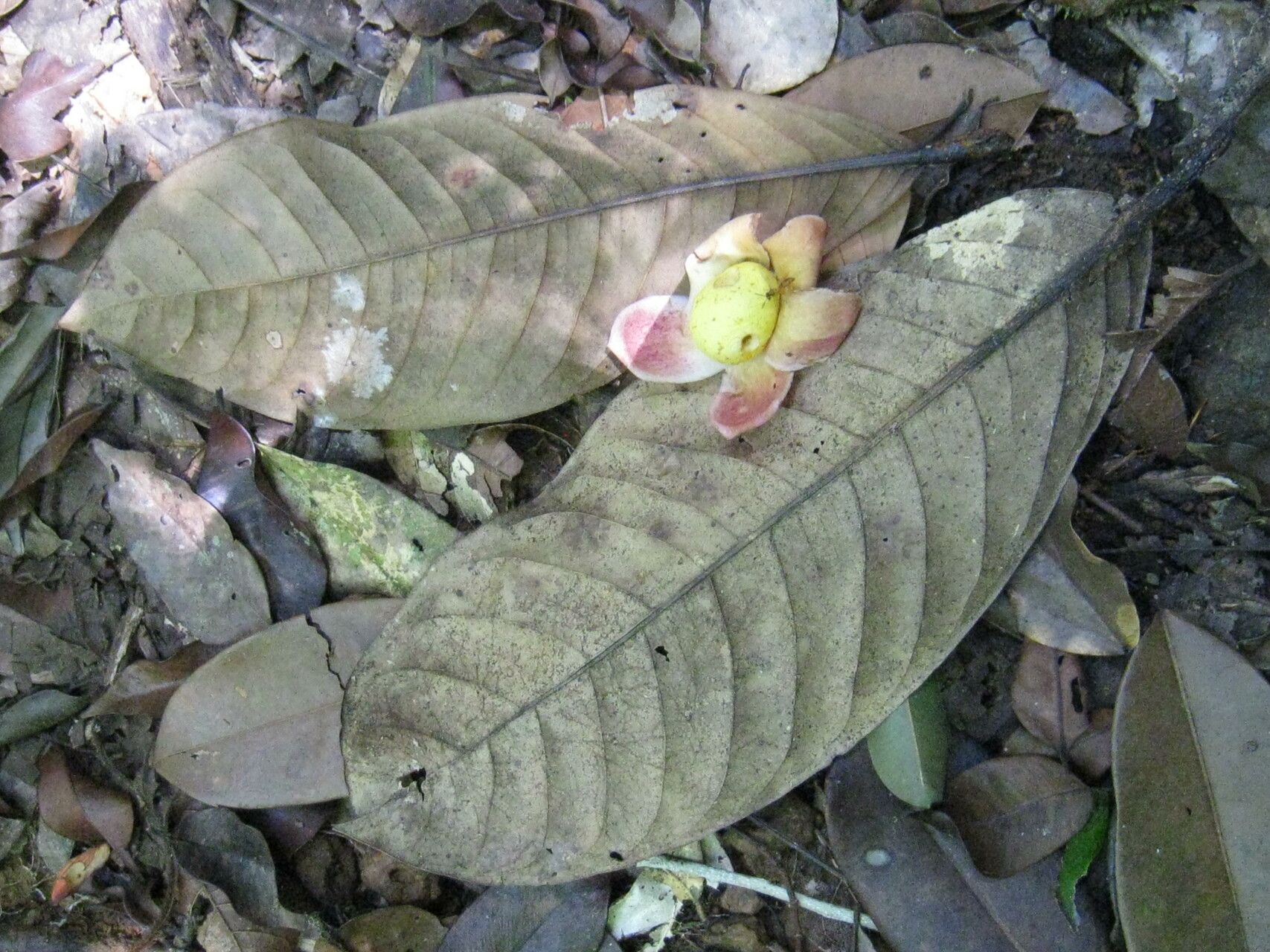 Eschweilera grandiflora — houseplant care guide