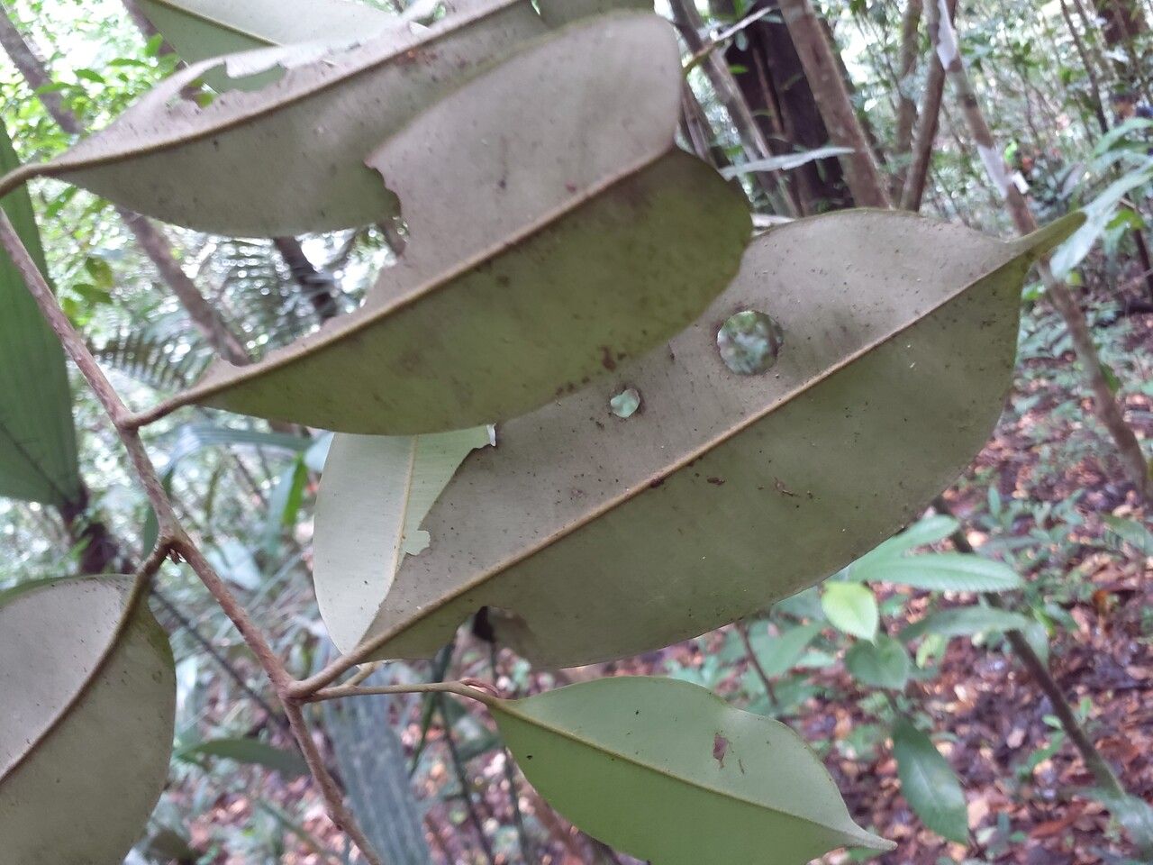 Micropholis guyanensis leaf