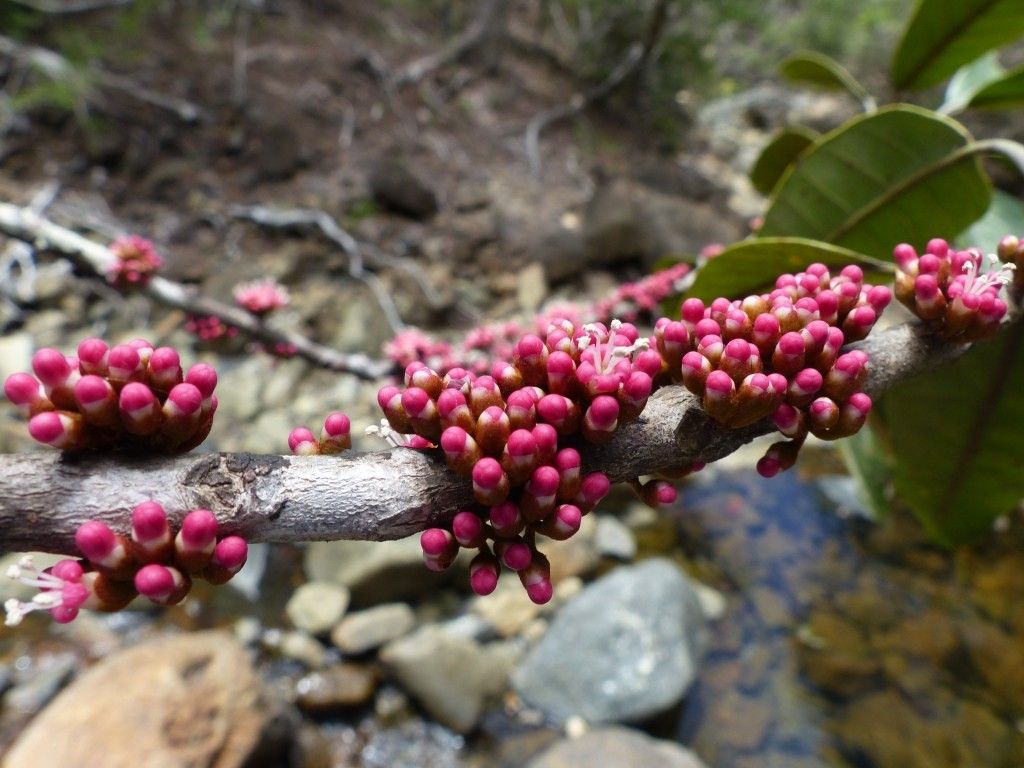 Pycnandra blanchonii fruit
