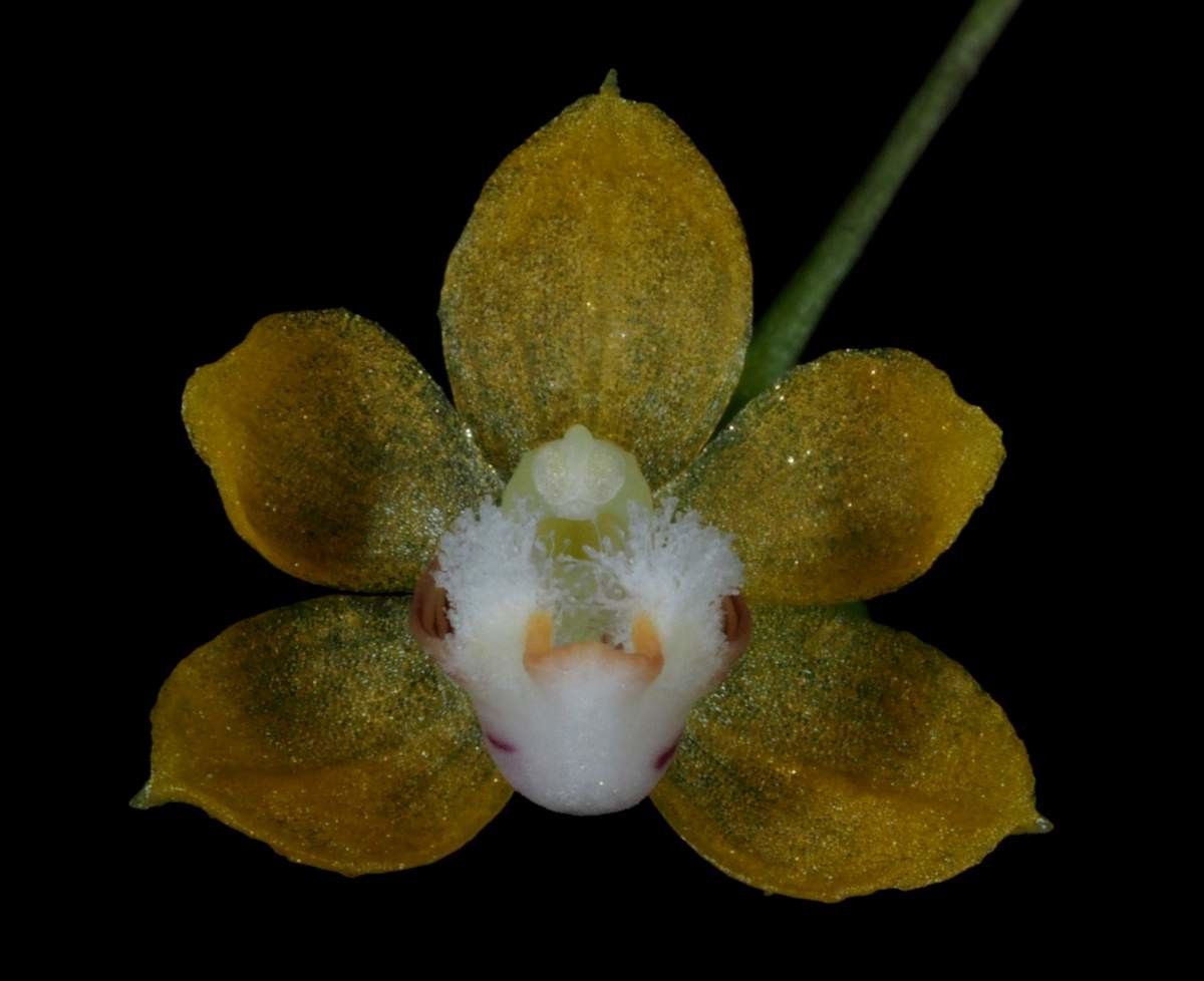 Thrixspermum merguense — related species from the same genus