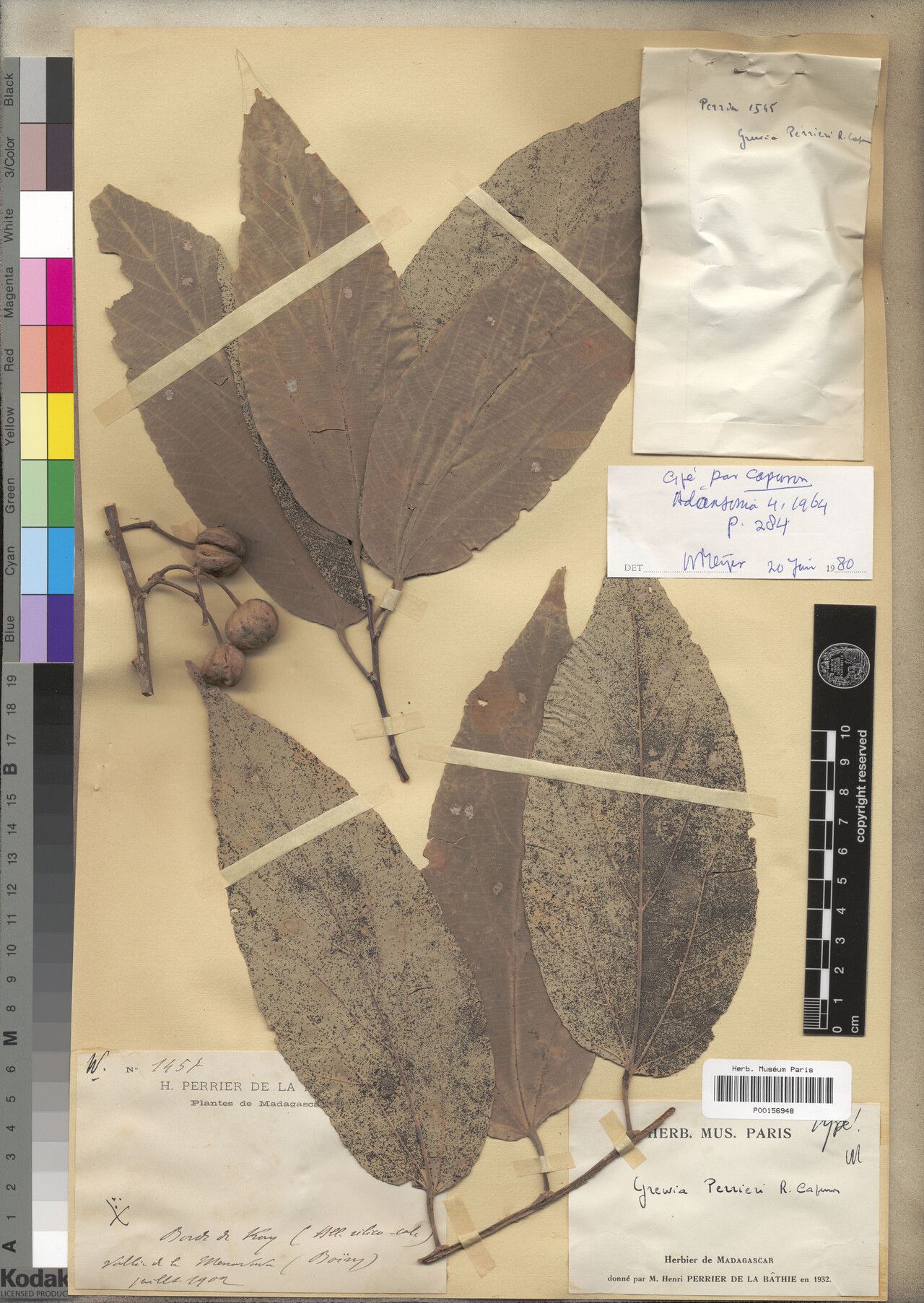 Grewia perrieri — houseplant care guide