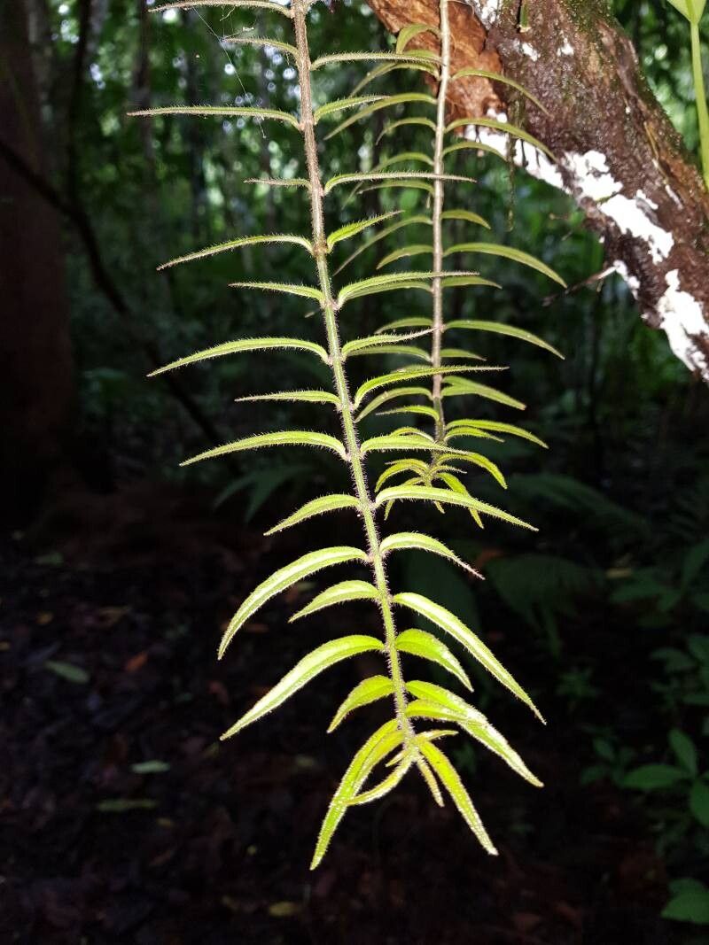 Columnea flaccida leaf