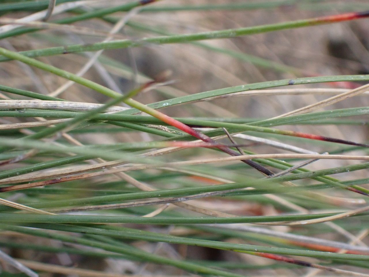 Schoenus nigricans — houseplant care guide