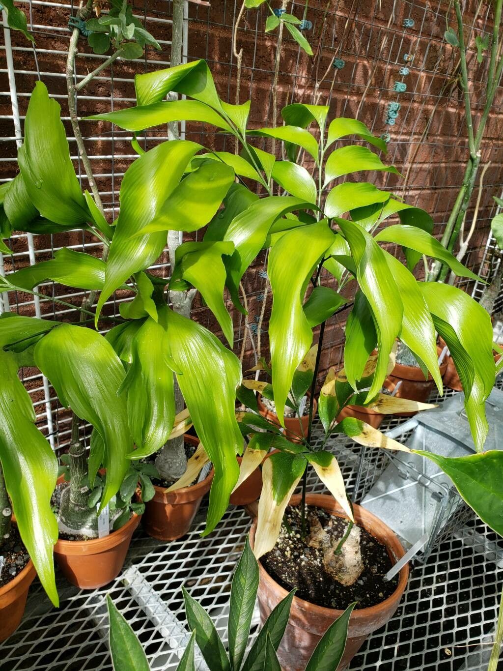 Bowenia spectabilis habit