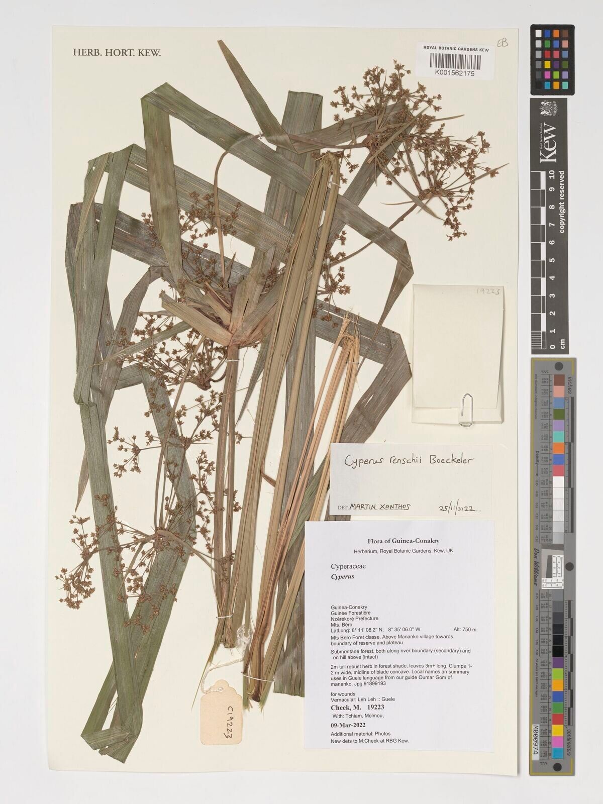 Cyperus renschii — houseplant care guide