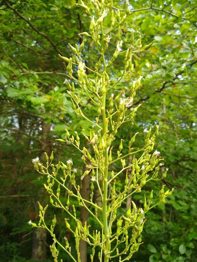 Lactuca biennis flower