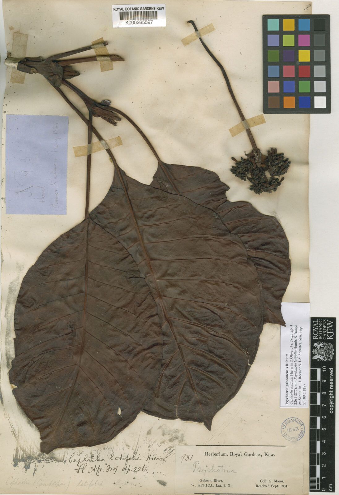 Psychotria gaboonensis — houseplant care guide