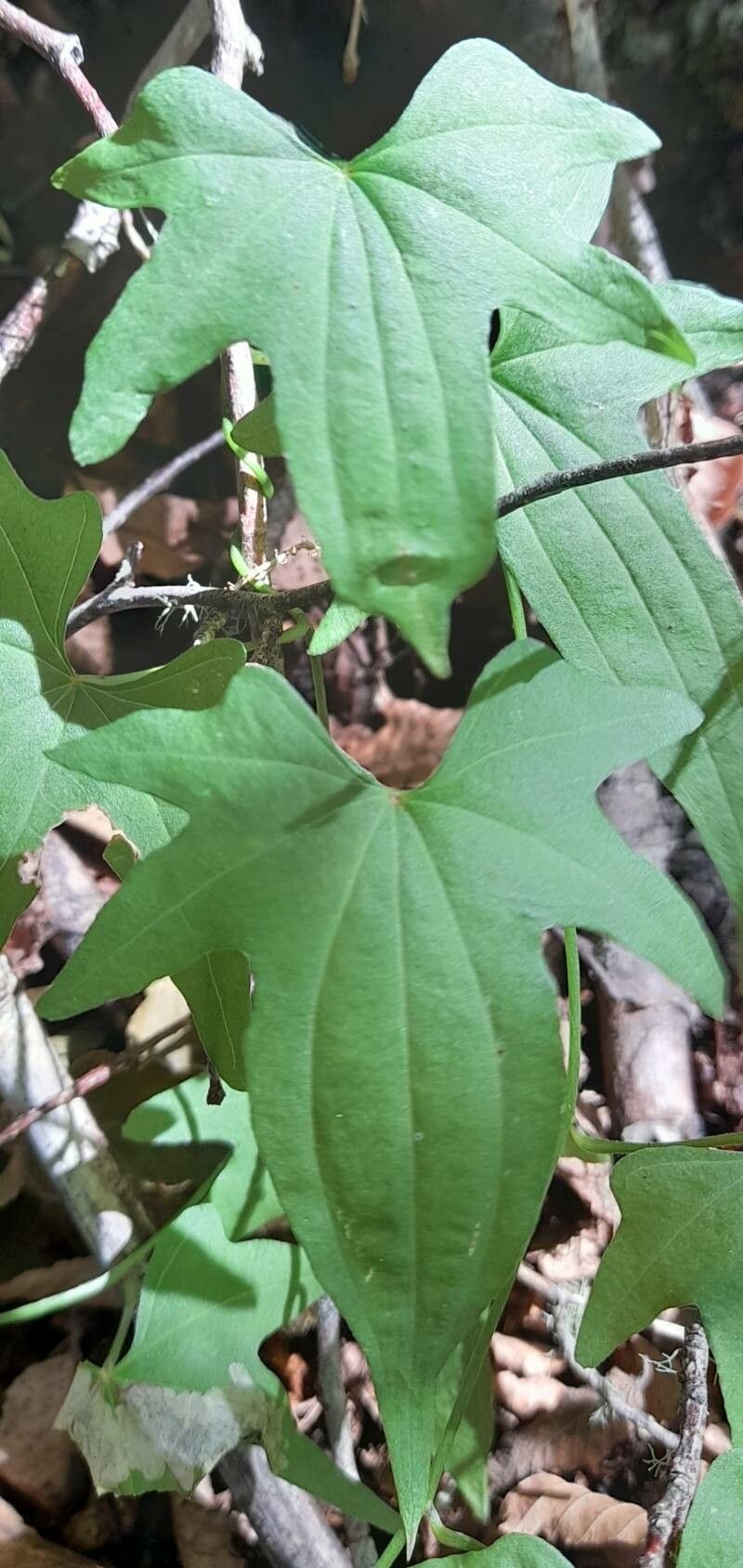 Dioscorea andina — houseplant care guide