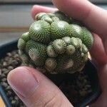 Blossfeldia liliputana