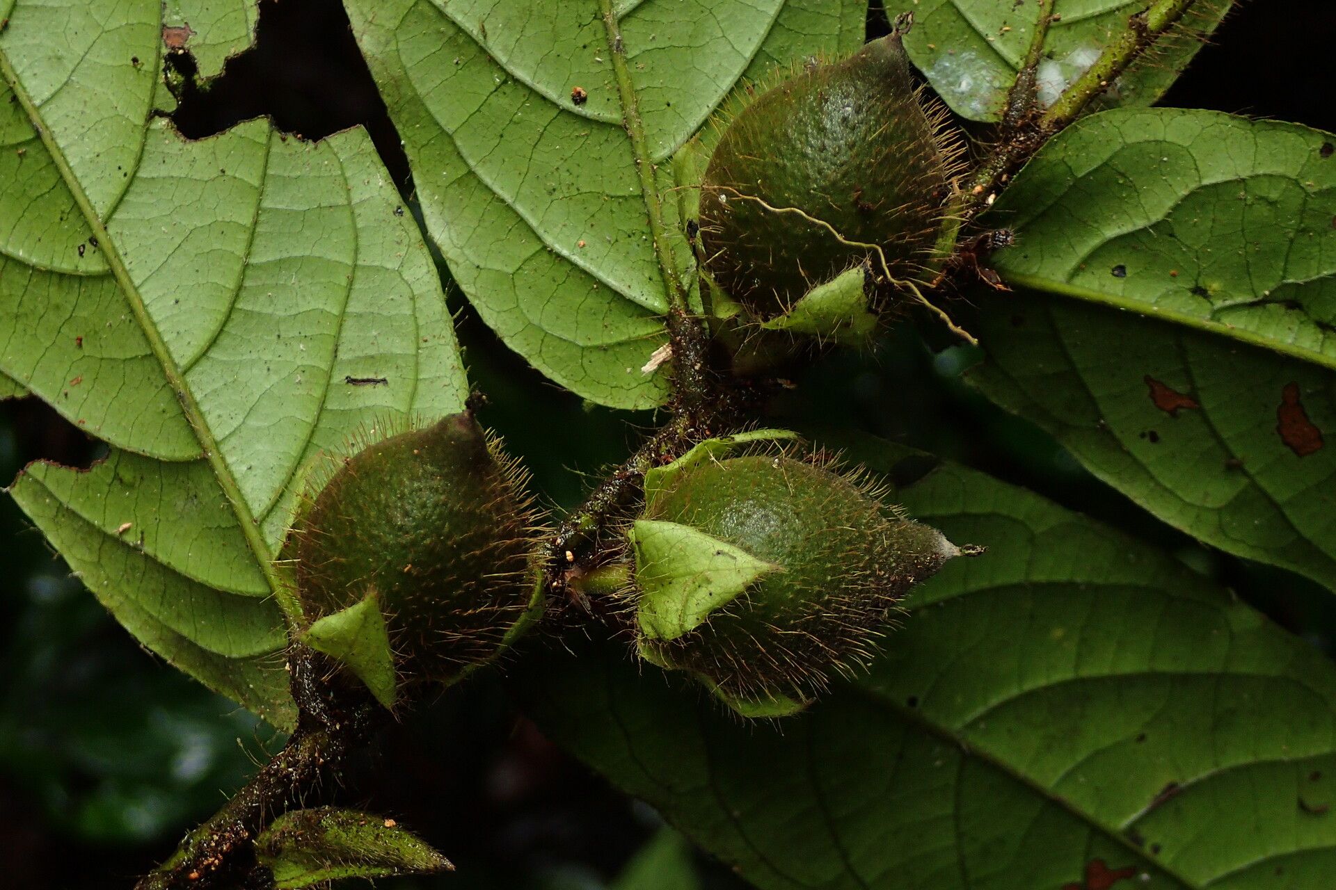Diospyros conocarpa fruit