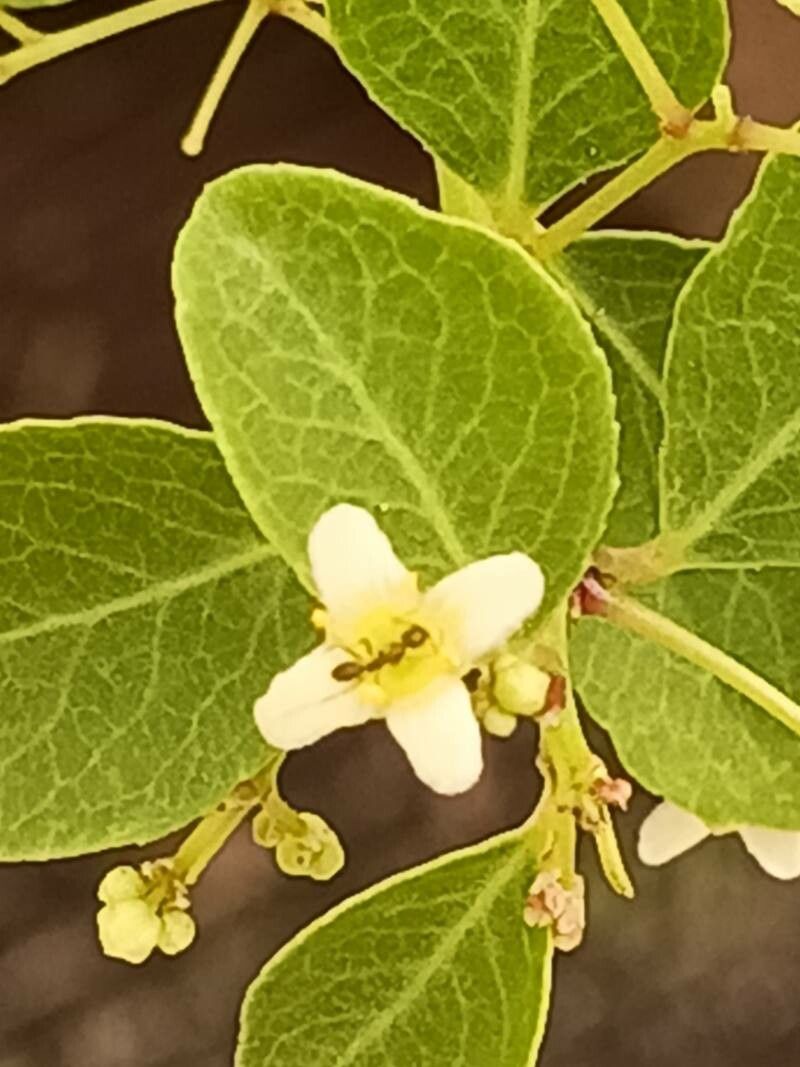 Gymnosporia dhofarensis — houseplant care guide