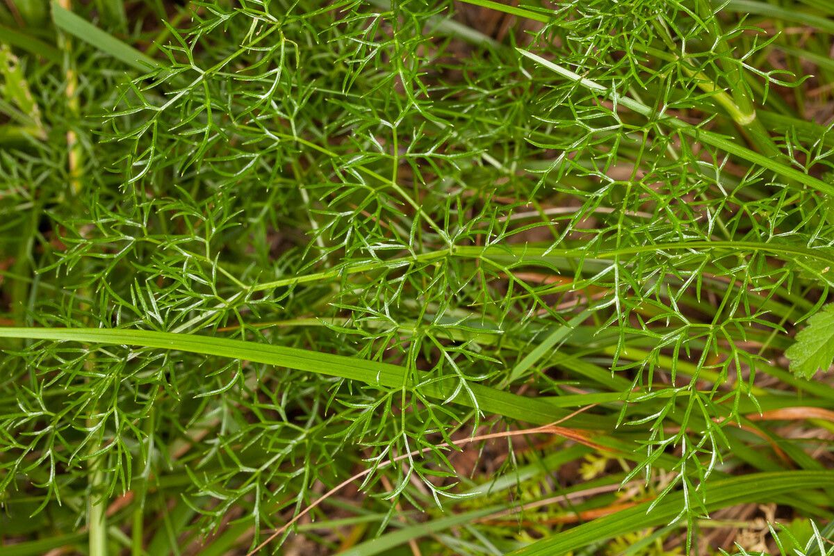 Peucedanum rablense leaf
