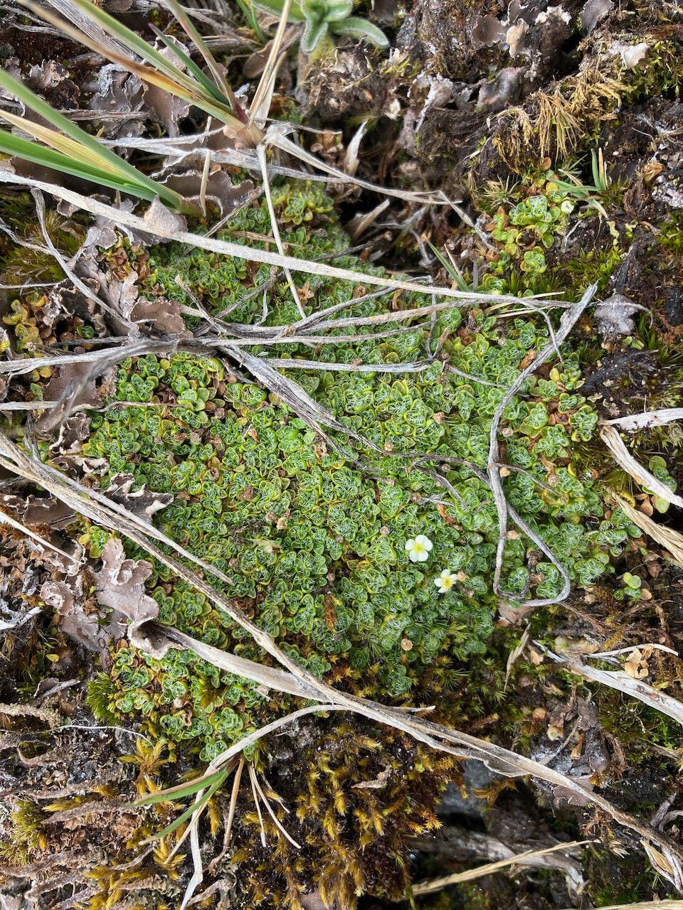 Ourisia muscosa habit