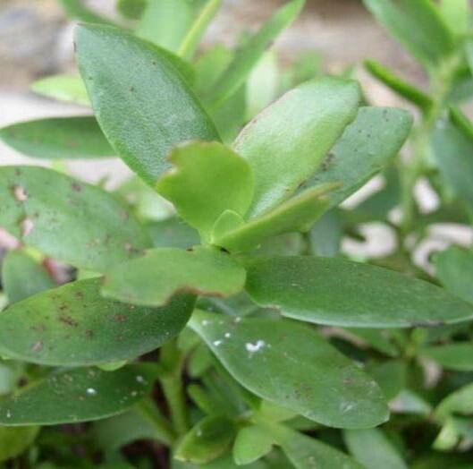 Crassula cultrata — search result for 'Crassula'