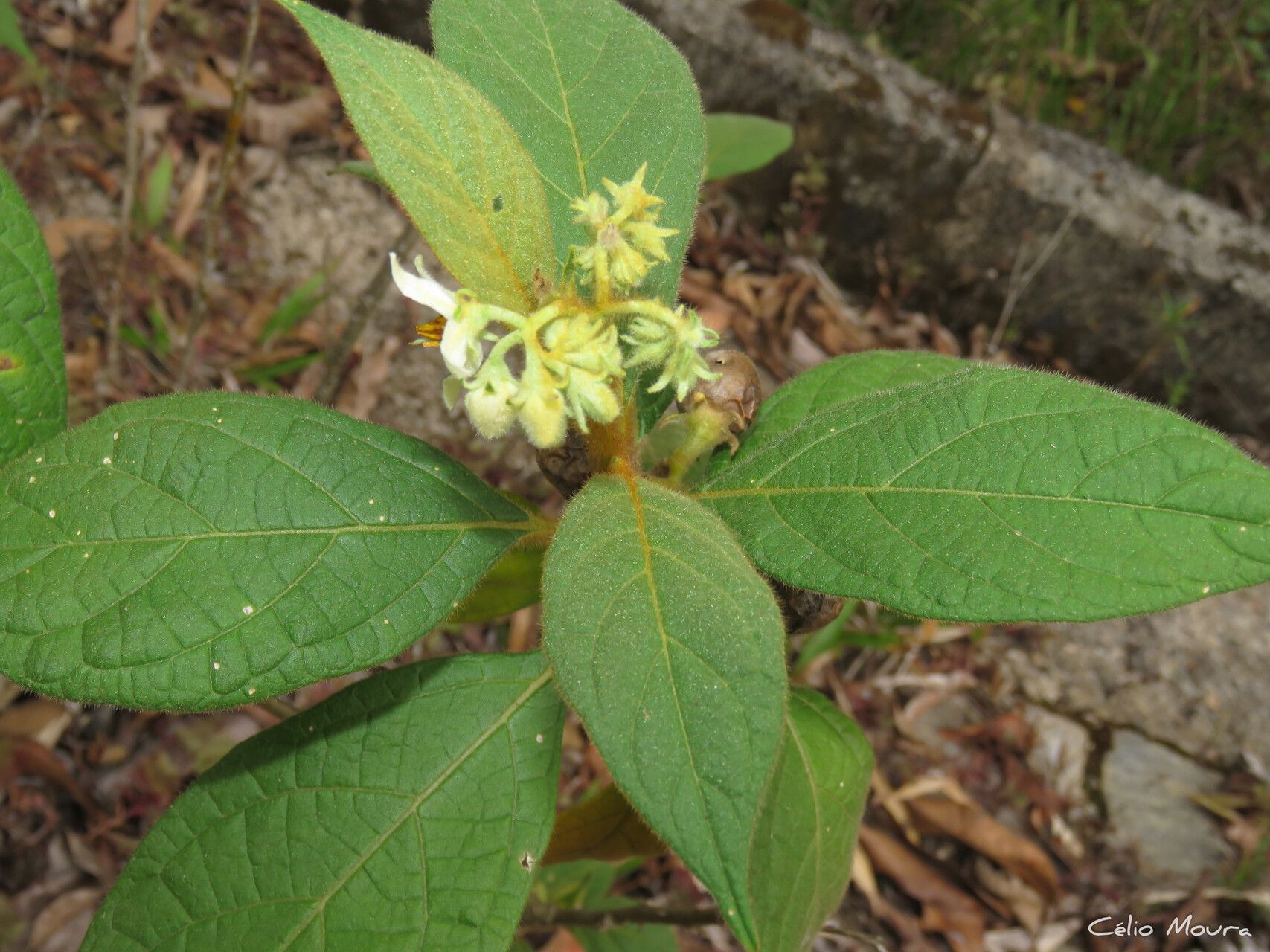 Solanum rhytidoandrum habit