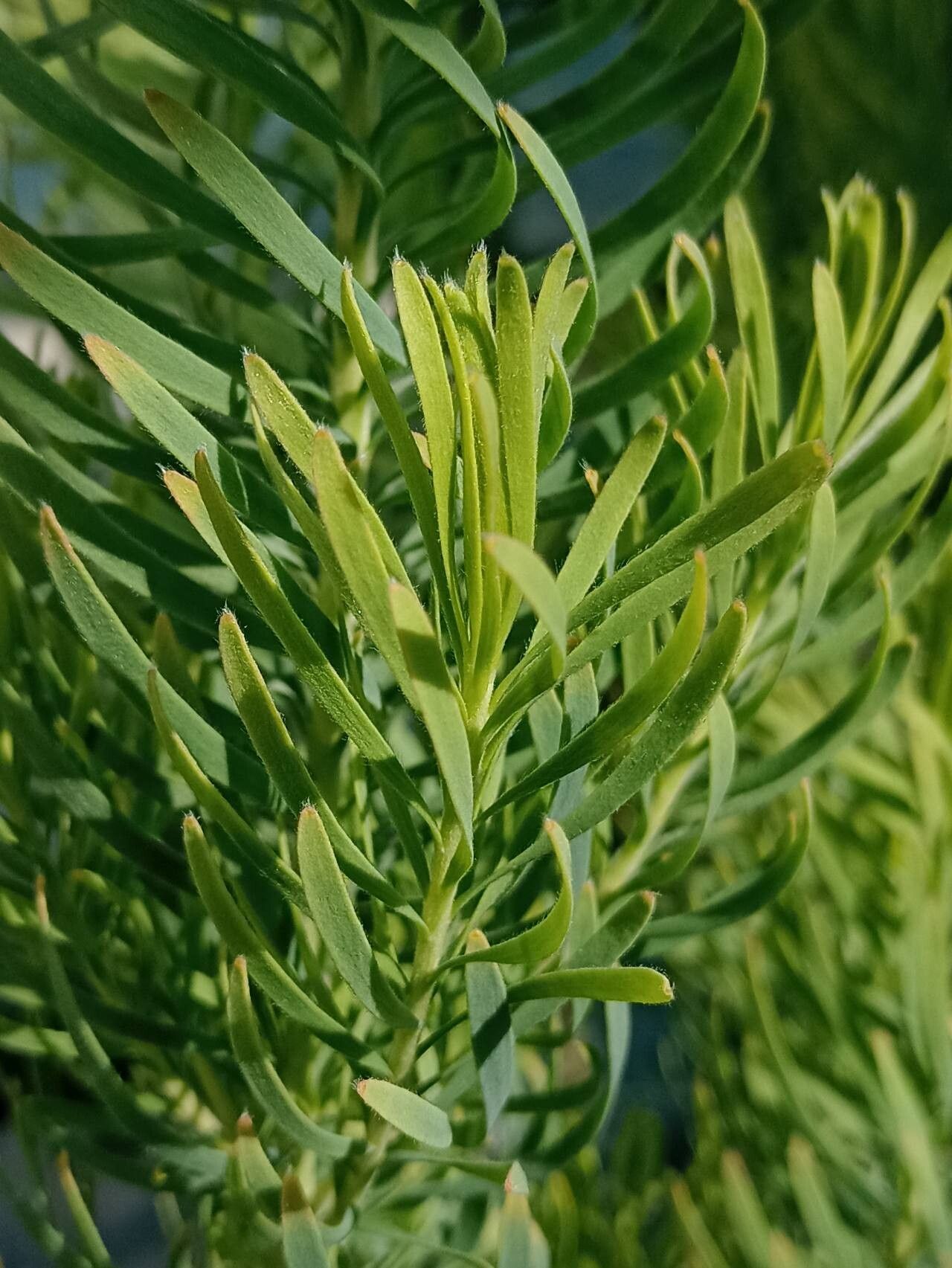 Leucadendron galpinii — search result for 'Leucadendron'