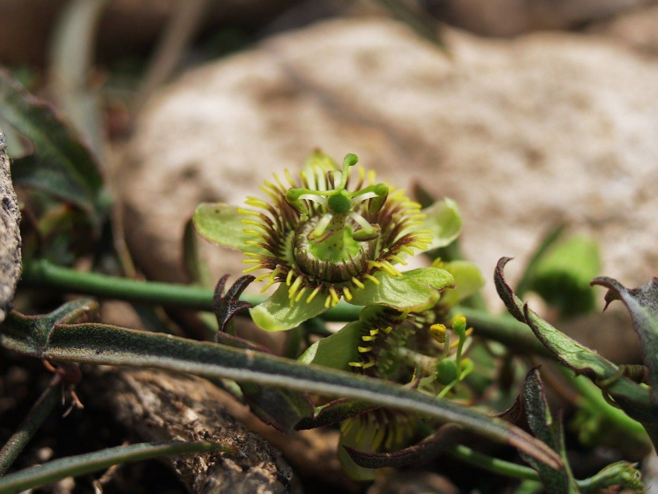 Passiflora tenuiloba habit