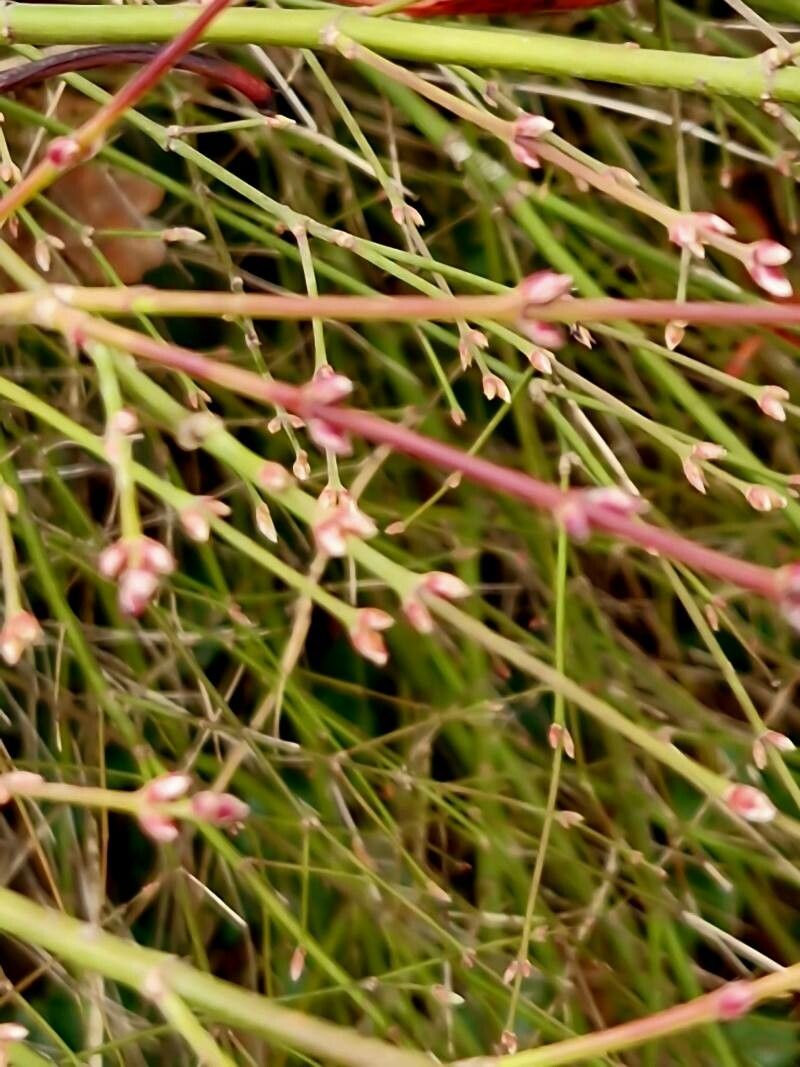 Polygonum arenarium bark