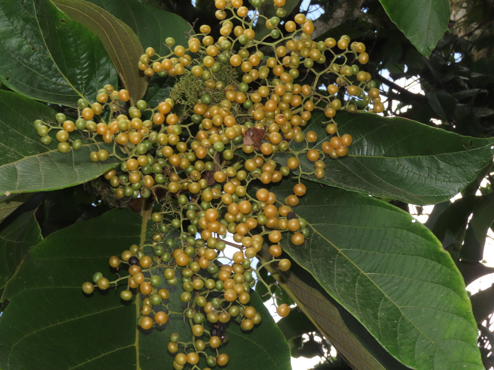 Cordia cymosa fruit