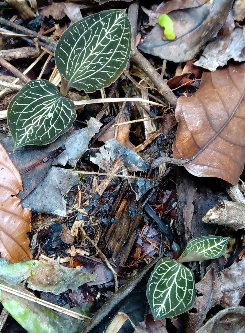 Anoectochilus brevilabris — related species from the same genus