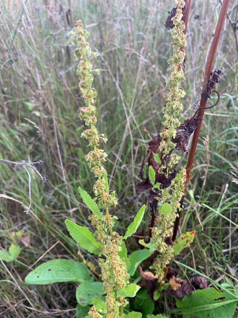 Rumex x pratensis fruit