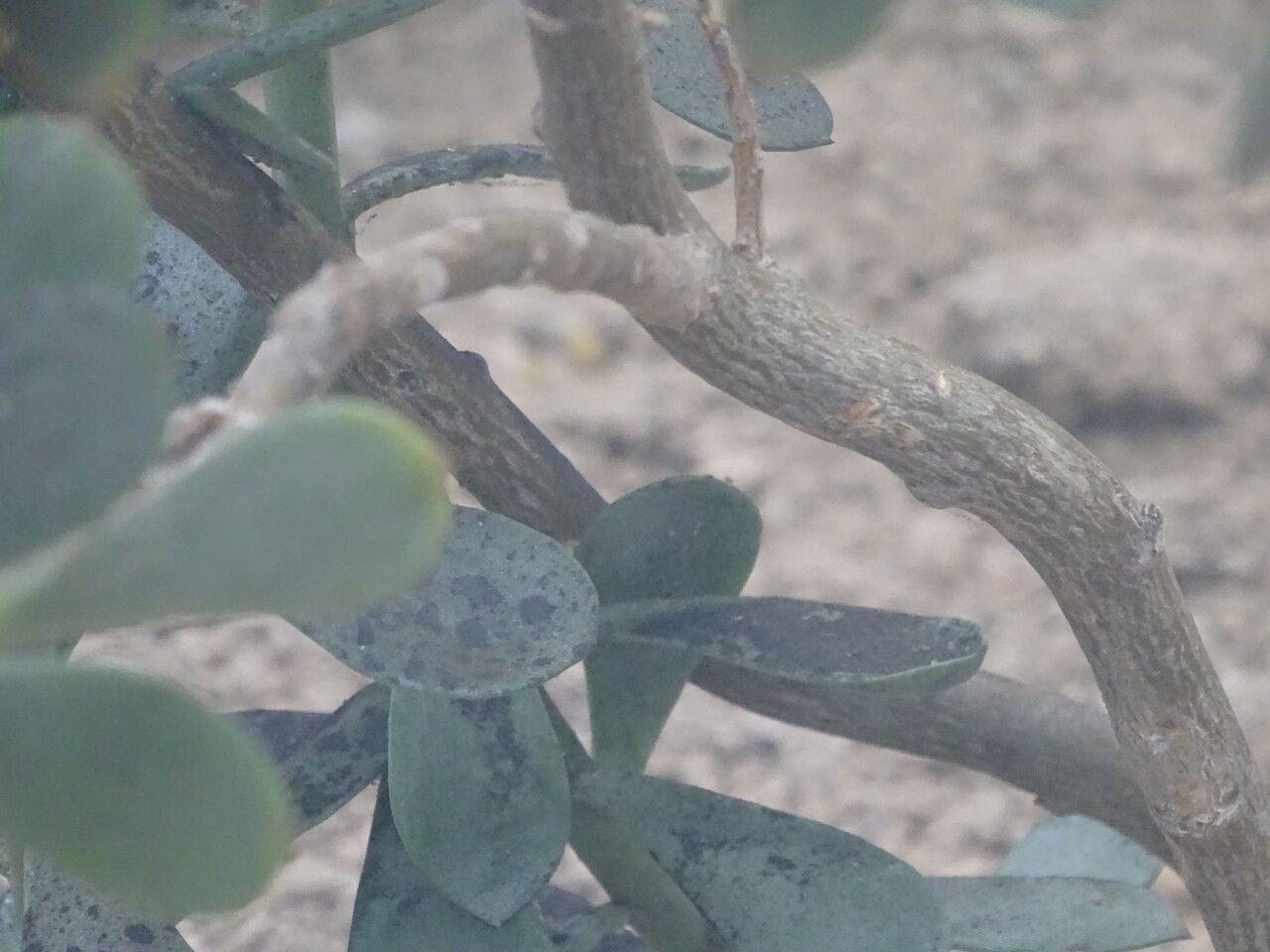 Senecio decaryi bark
