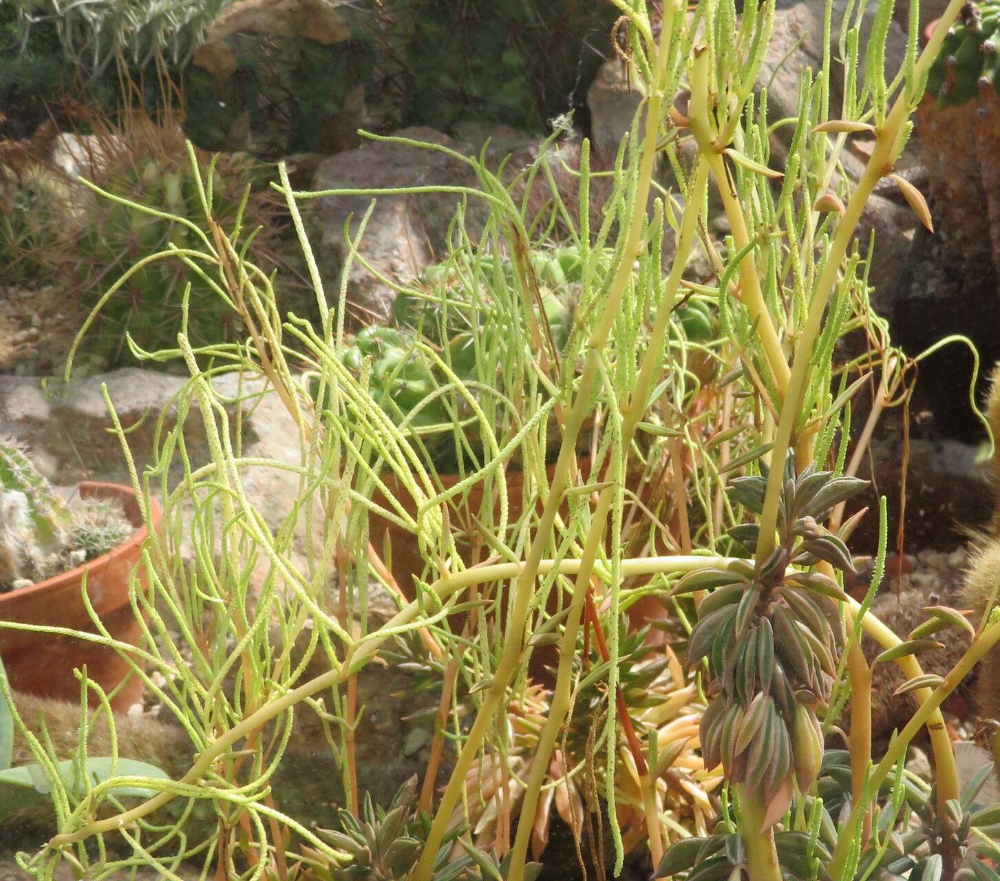 Peperomia strawii habit