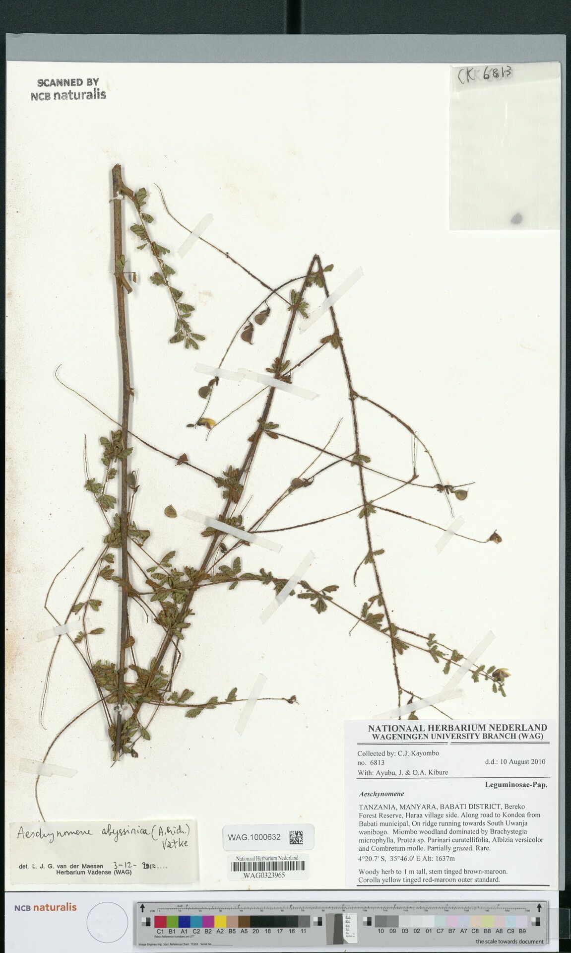 Aeschynomene abyssinica