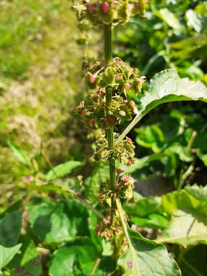 Rumex x pratensis flower