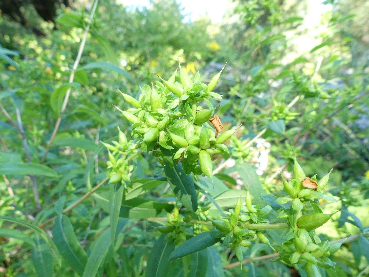 Hypericum prolificum fruit