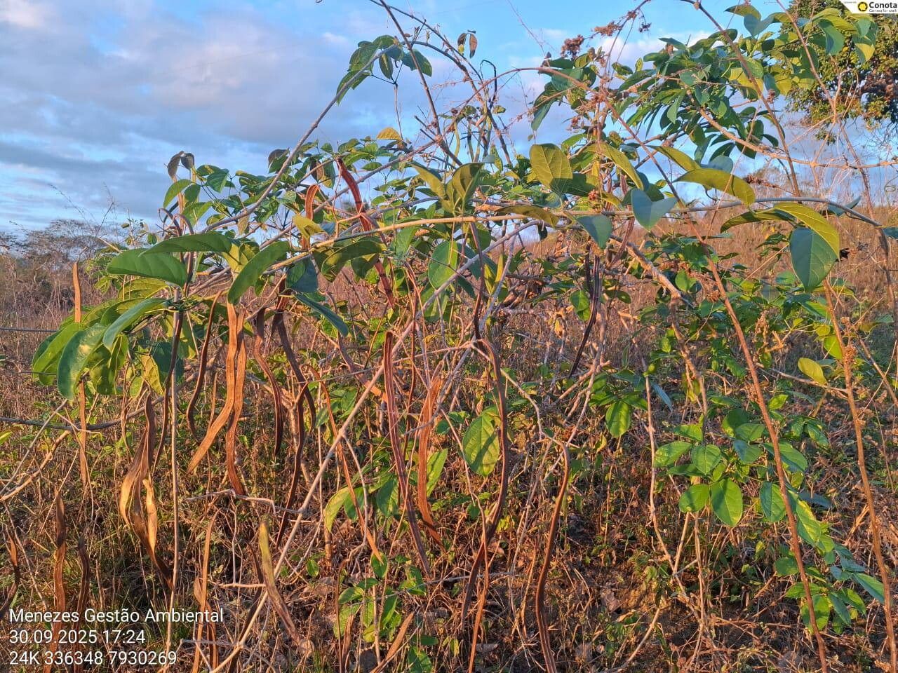 Fridericia conjugata habit