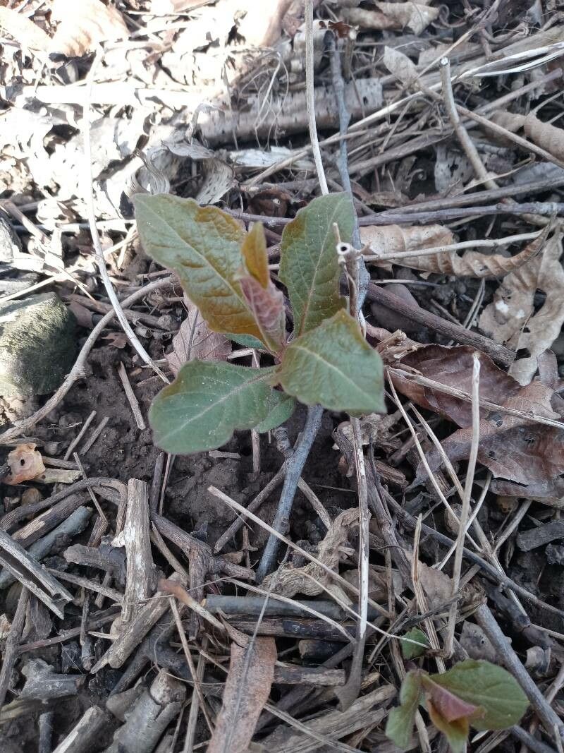 Triosteum aurantiacum — related species from the same genus