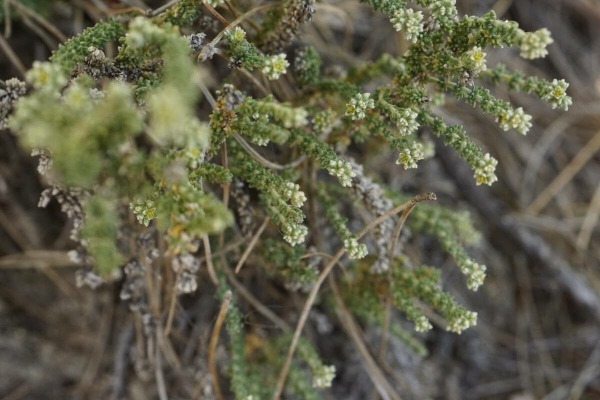 Herniaria fruticosa flower