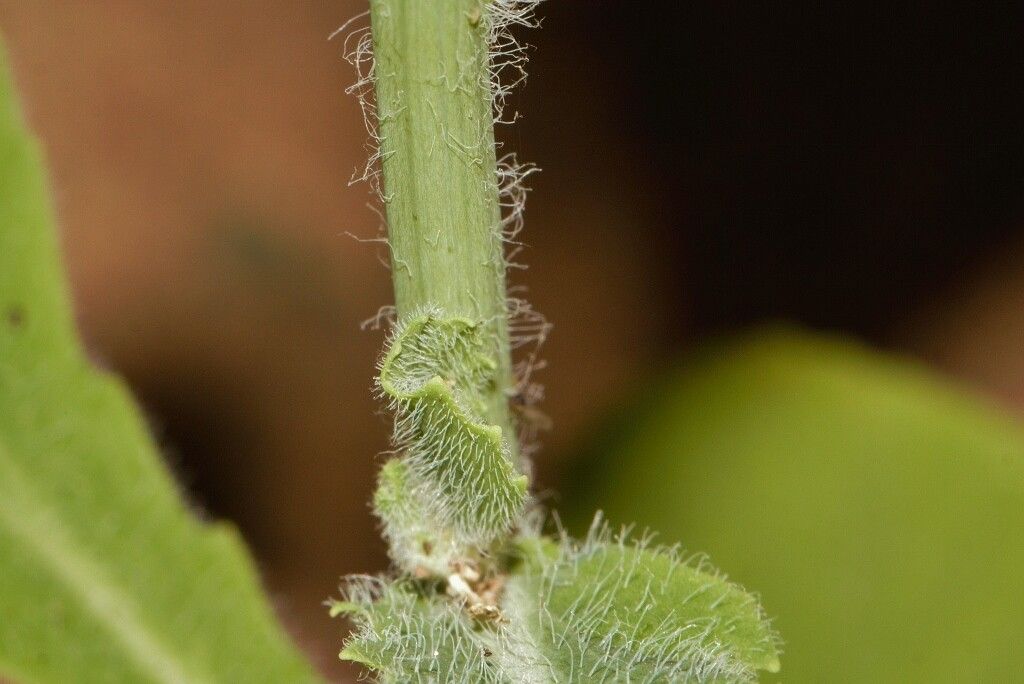 Emilia abyssinica bark