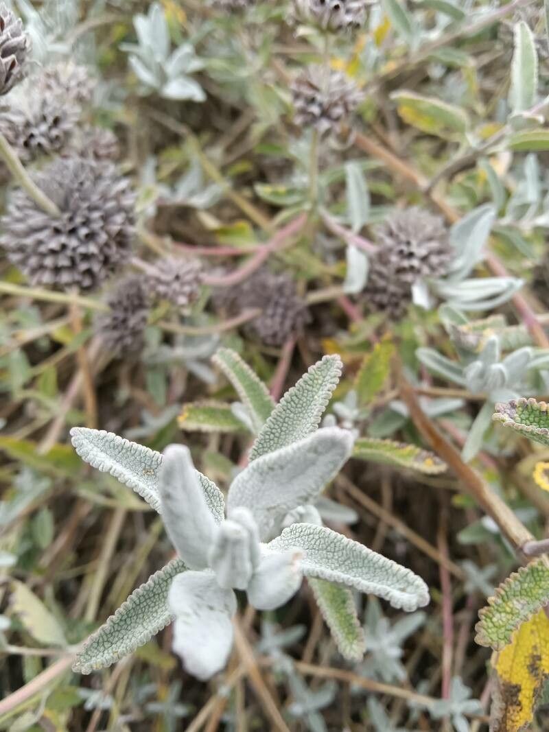 Salvia sonomensis leaf