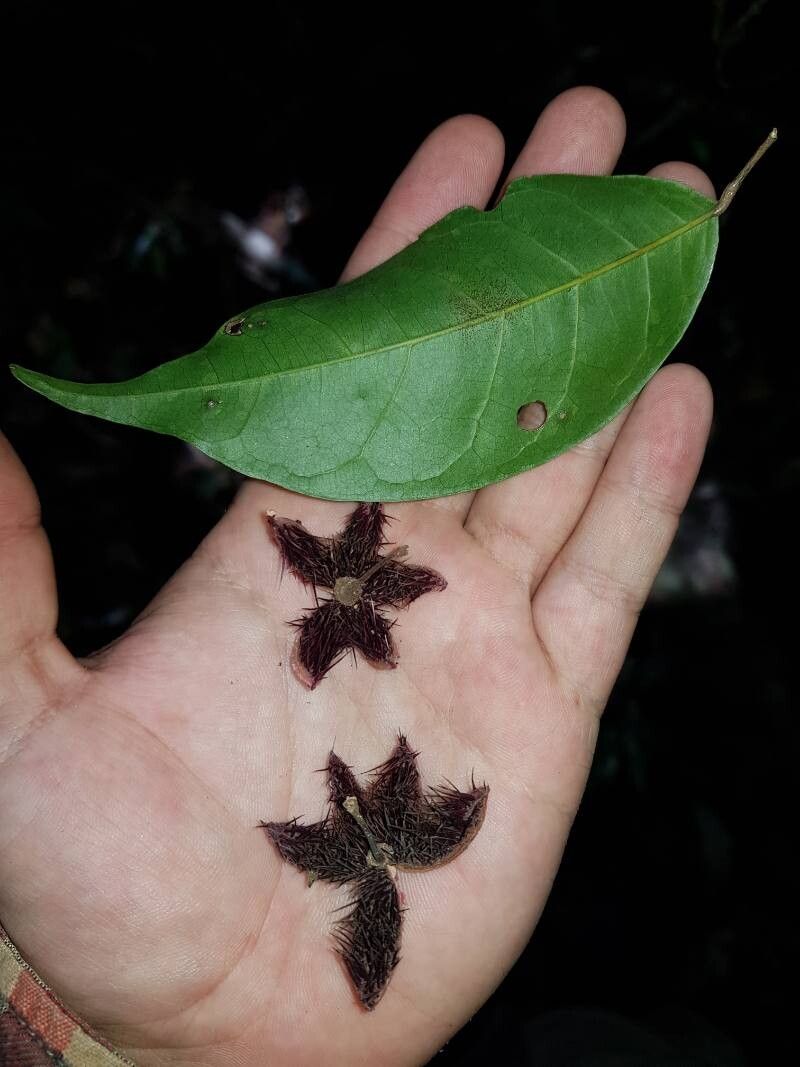 Sloanea picapica — houseplant care guide