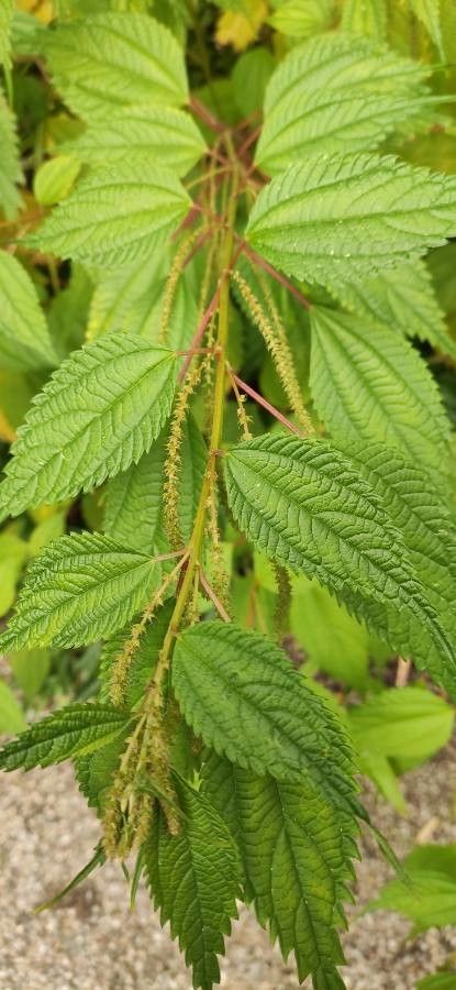Boehmeria macrophylla leaf