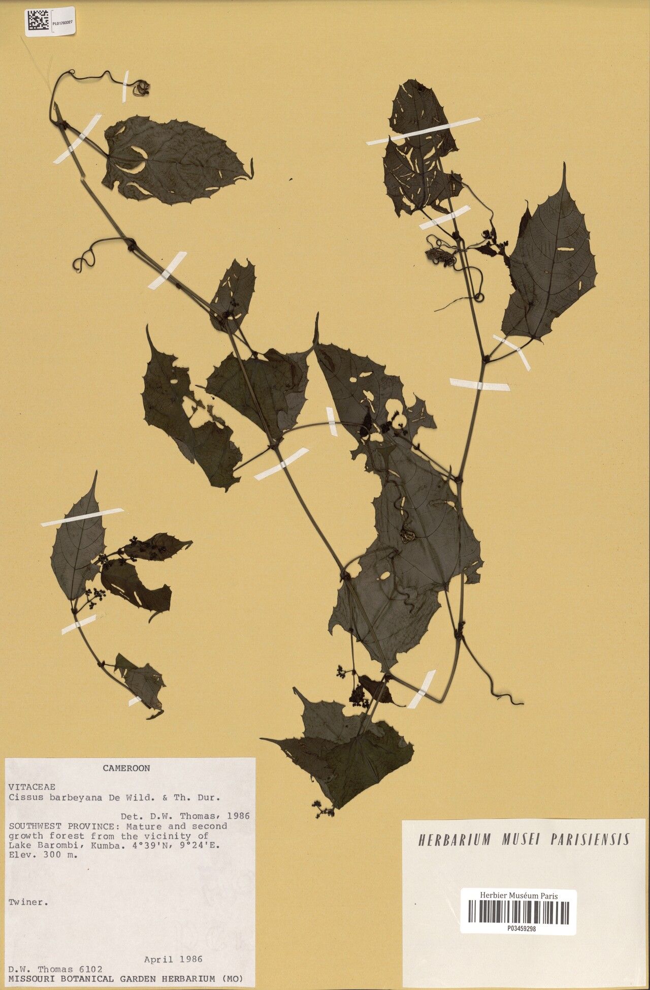 Cissus barbeyana — houseplant care guide